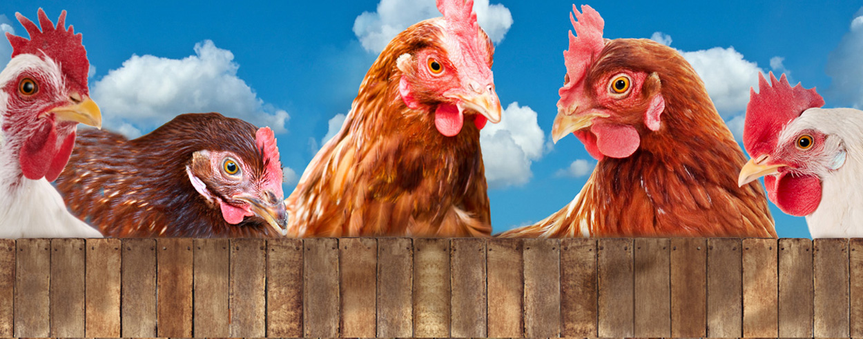 Fly Control For Poultry by Useful Farm Products