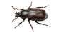 Darkling beetle